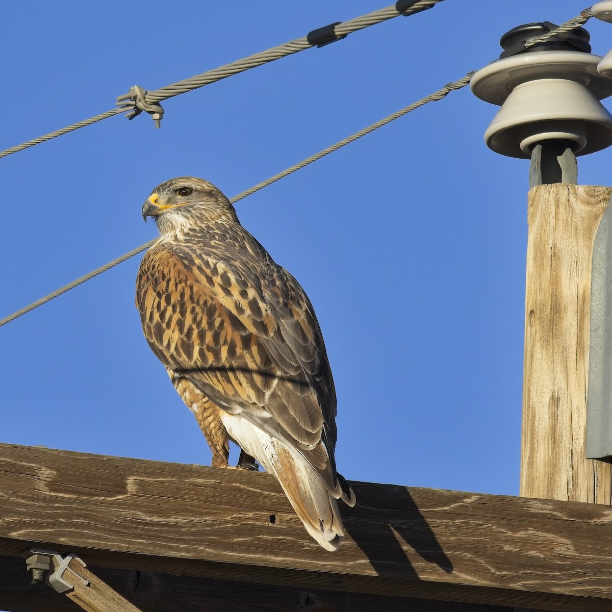 kongevåk - ML646613602