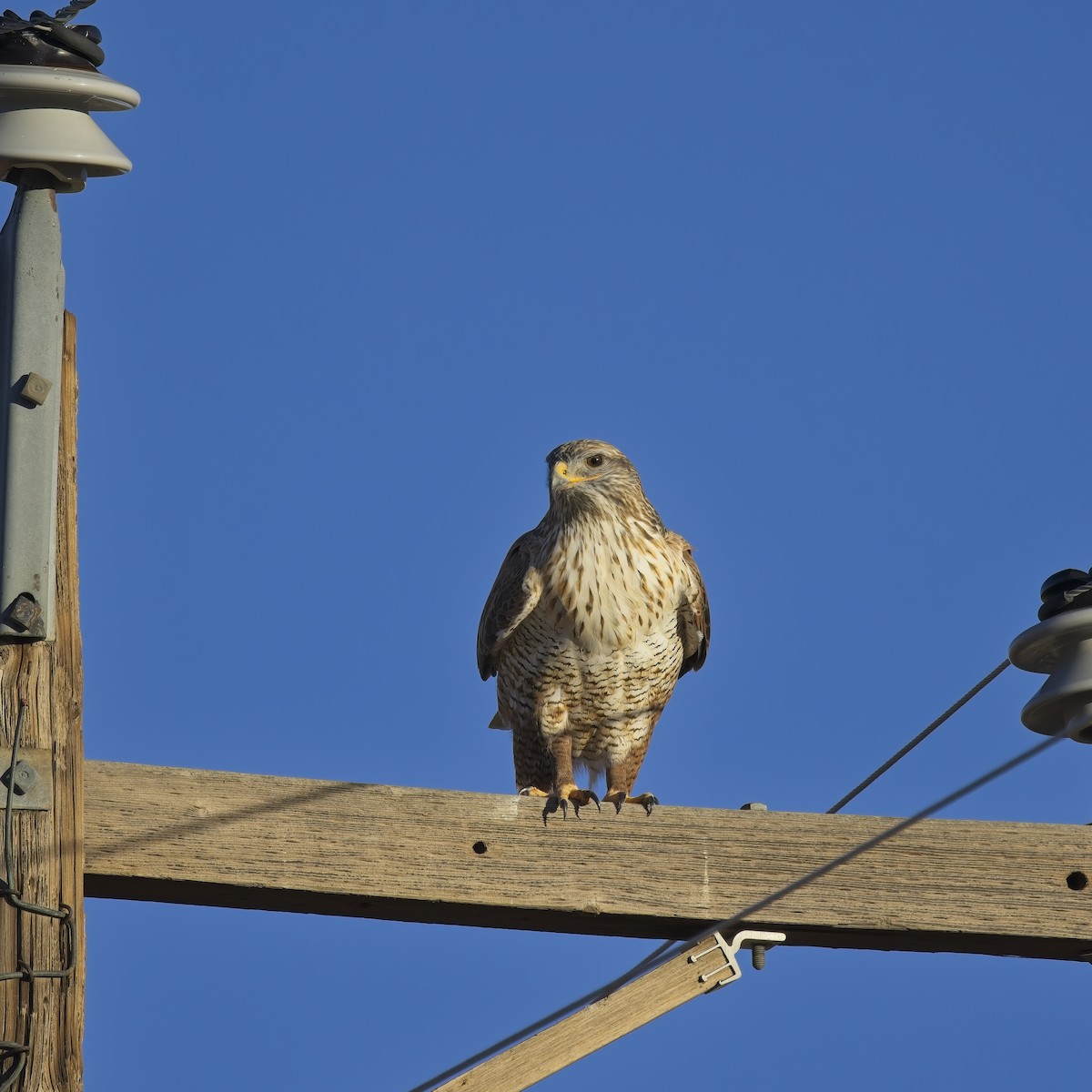 kongevåk - ML646613603