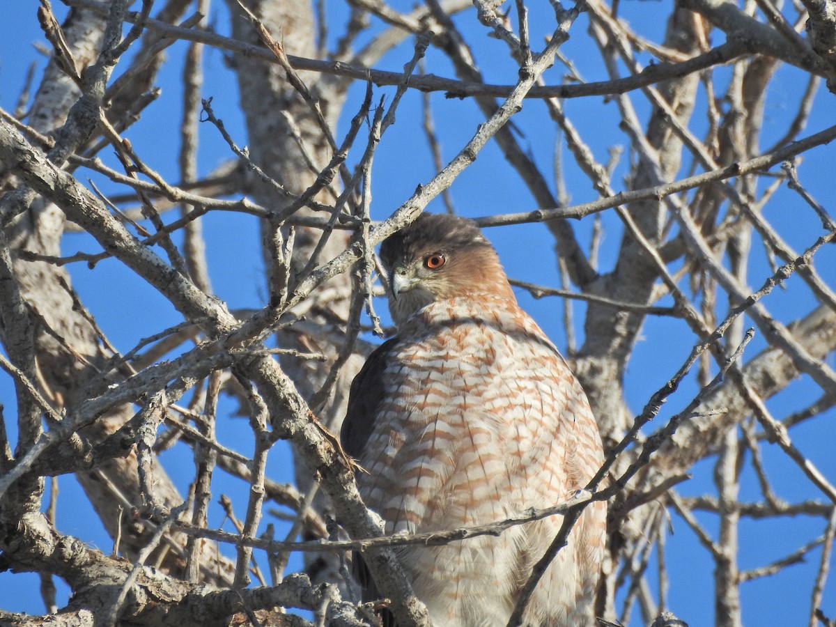 Cooper's Hawk - ML646613604