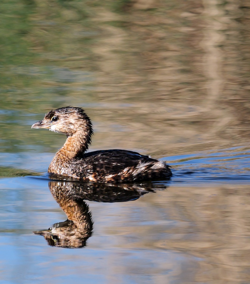potápka americká - ML646613605