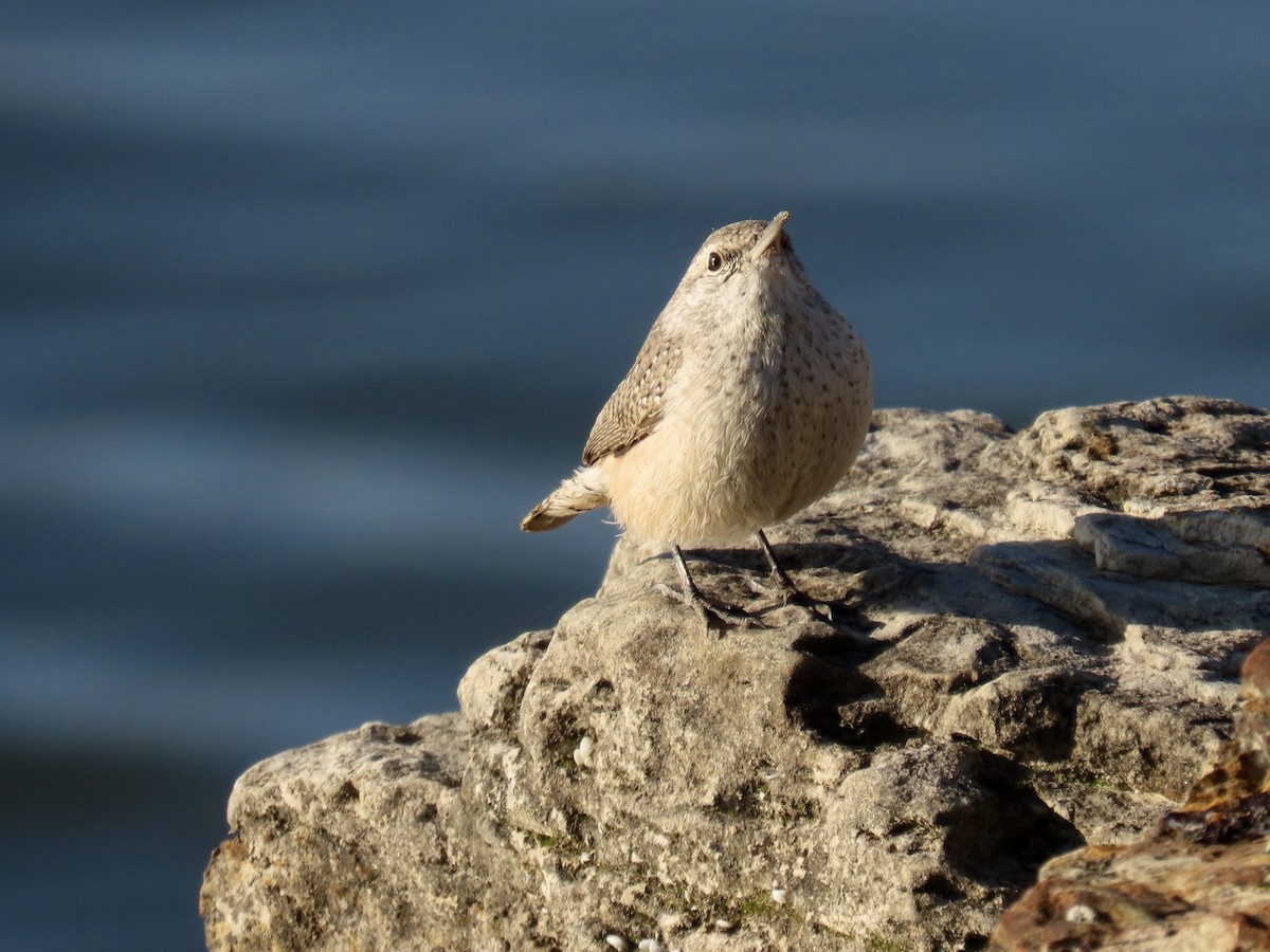 Rock Wren - ML646613607