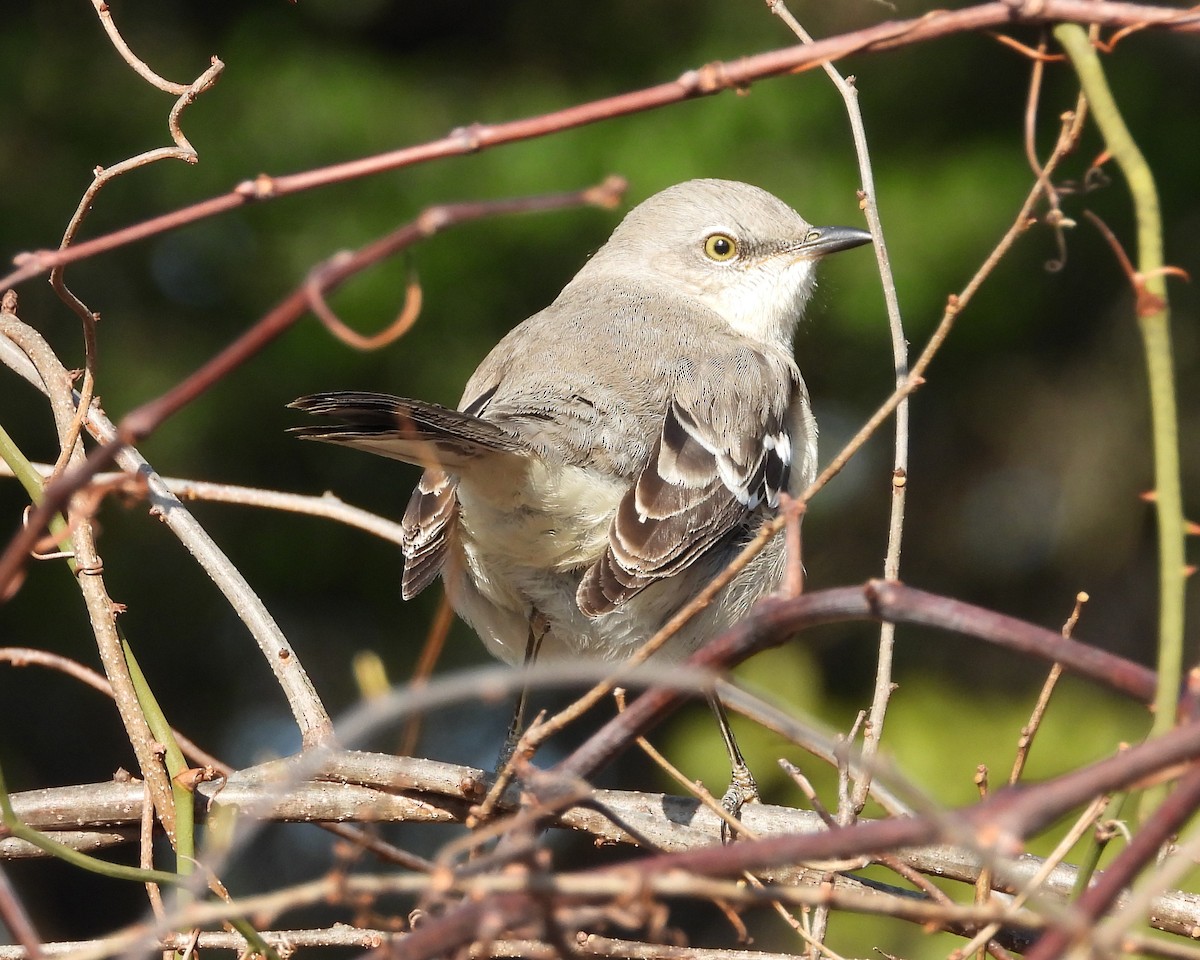 Northern Mockingbird - ML646613610