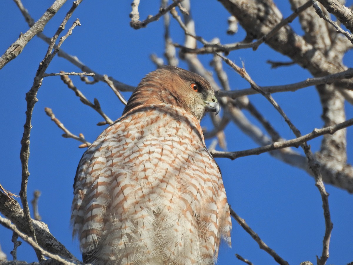 Cooper's Hawk - ML646613611