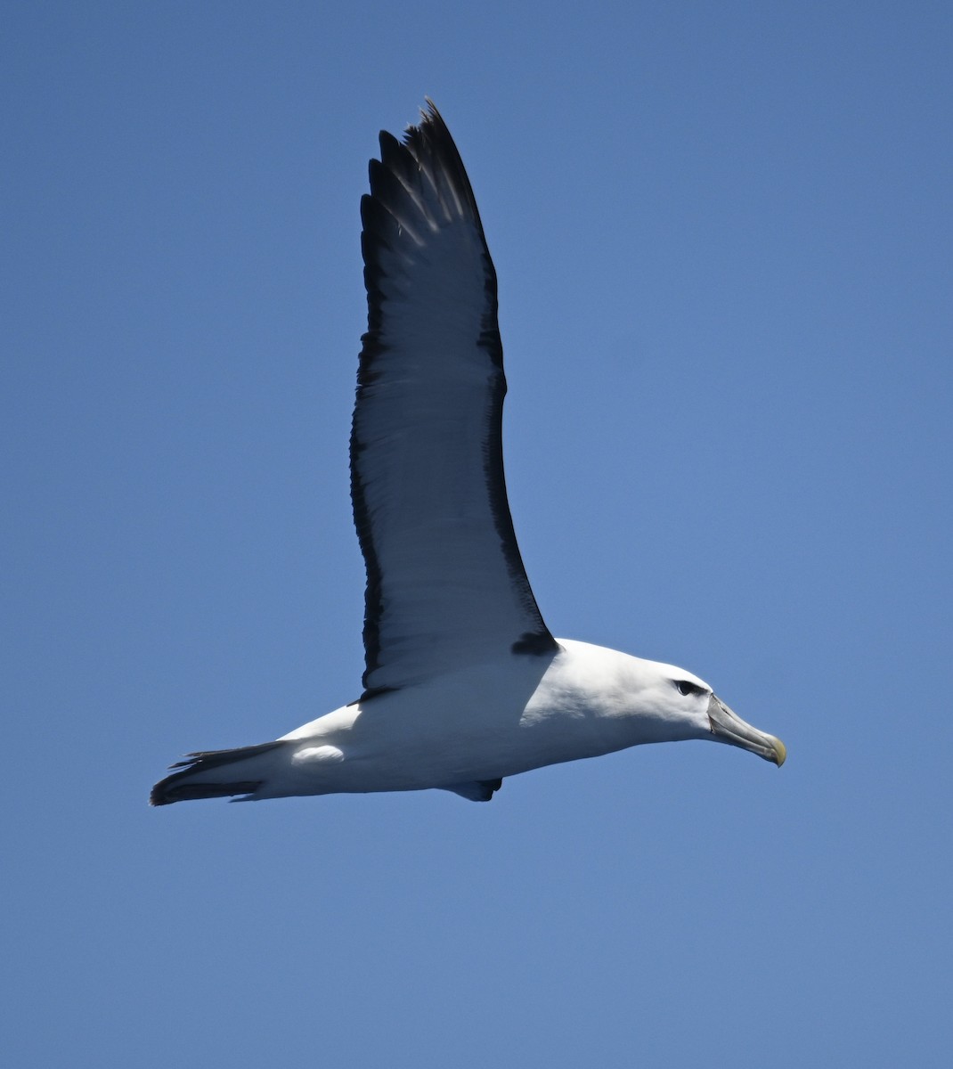 Albatros Cauto - ML646613612