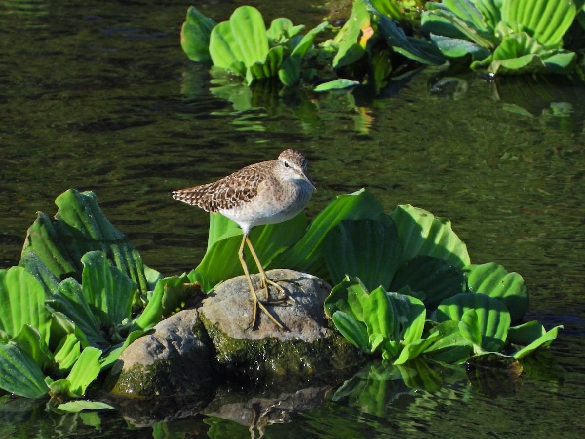 Wood Sandpiper - ML646613613