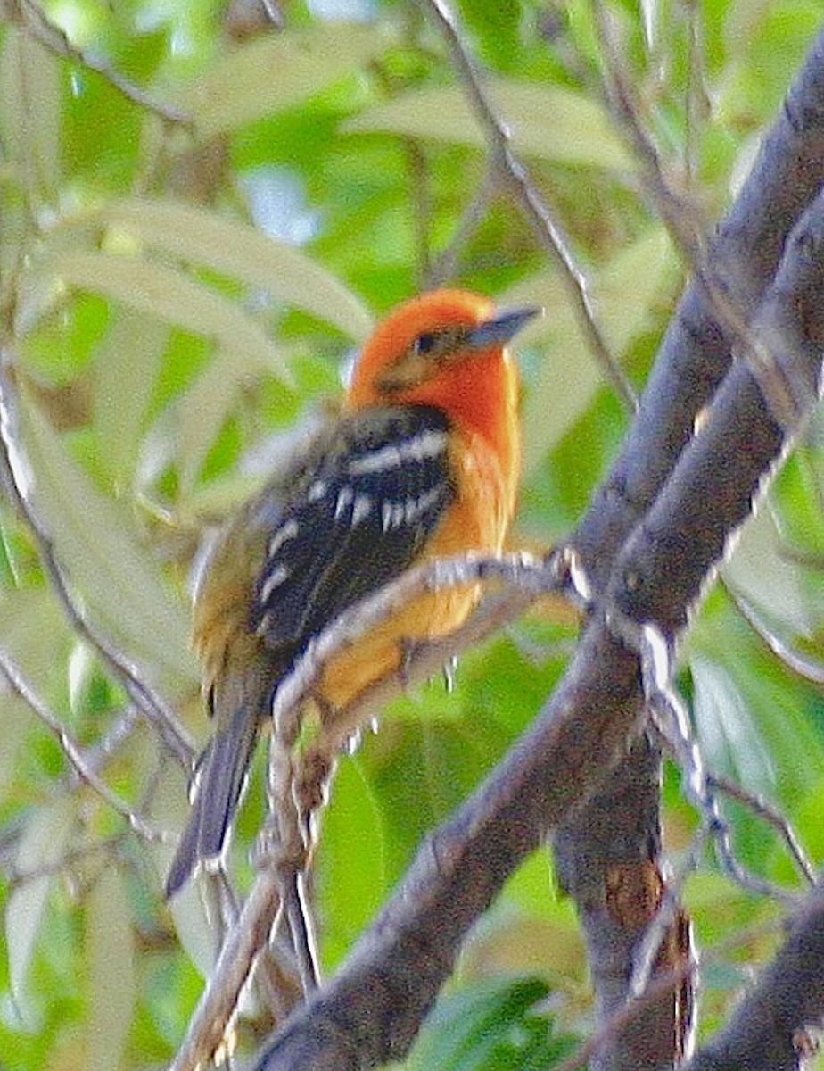 Flame-colored Tanager - ML646613614