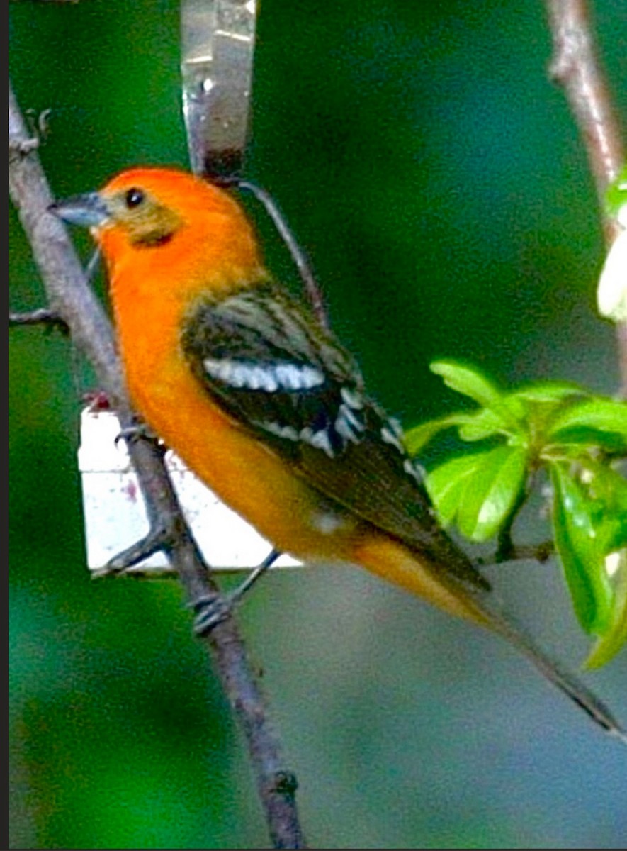 Flame-colored Tanager - ML646613615