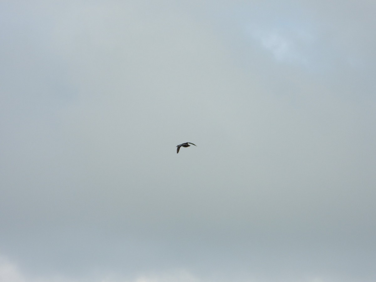 Indian Spot-billed Duck - ML646613618