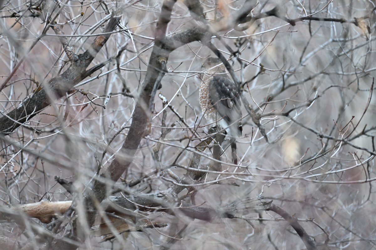 Cooper's Hawk - ML646613619