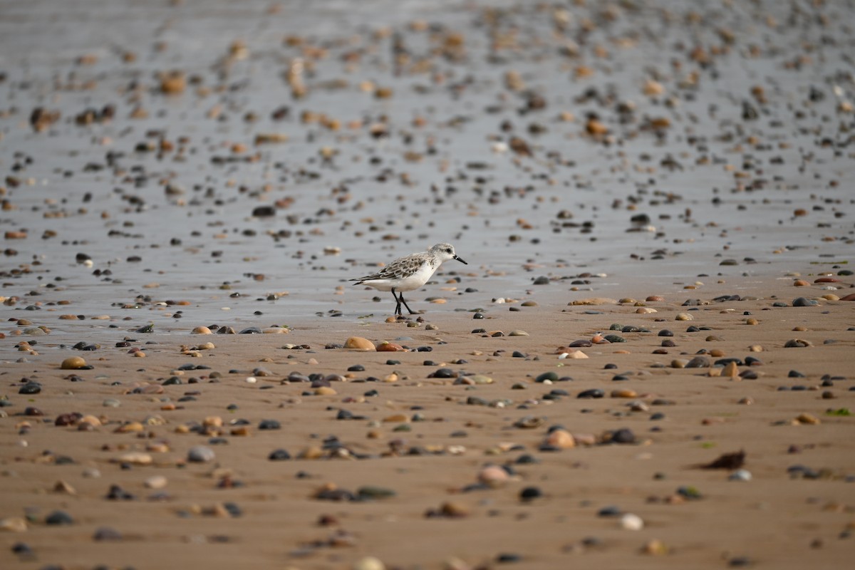 Txirri zuria - ML646613620