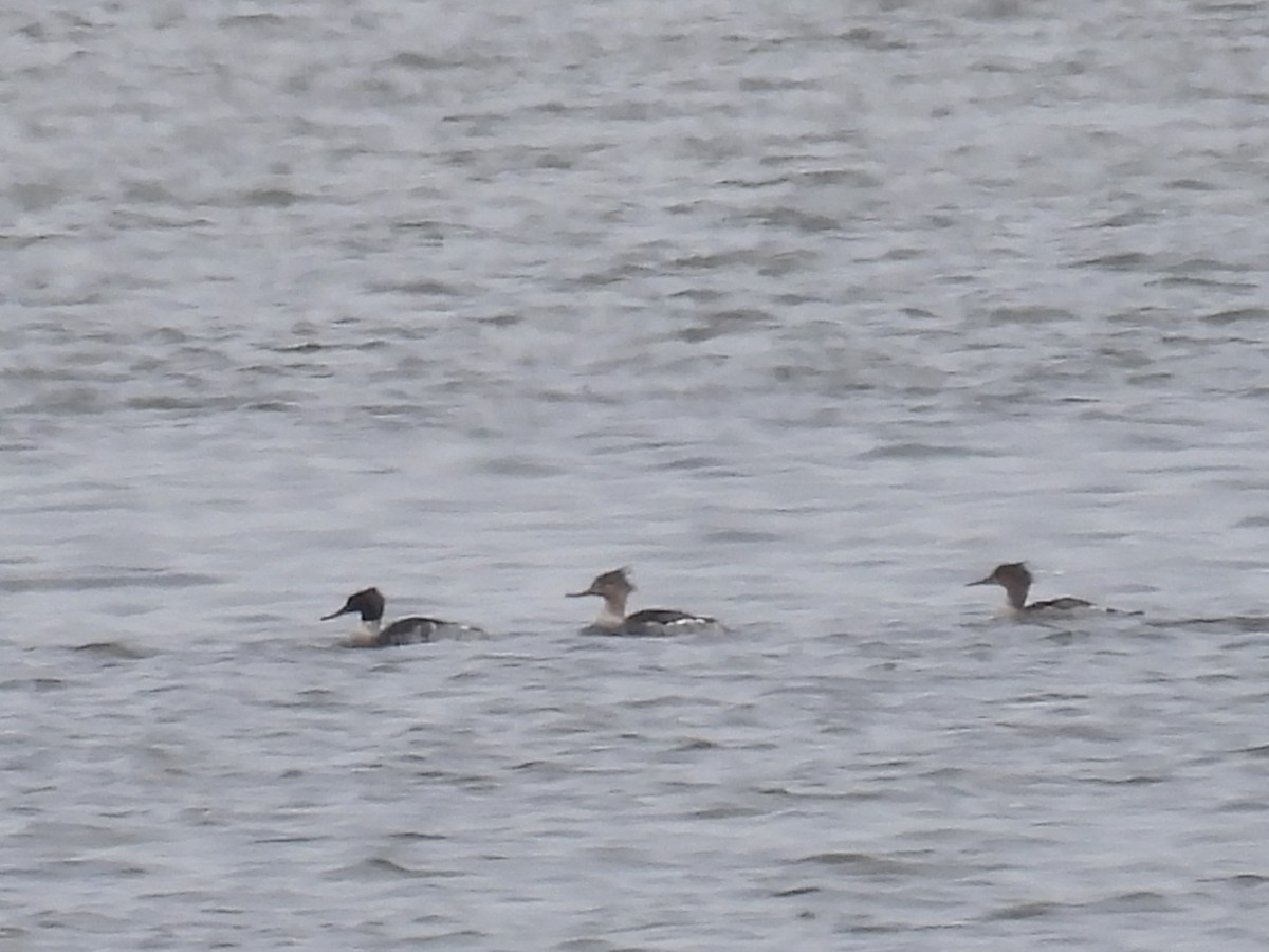 Red-breasted Merganser - ML646613622