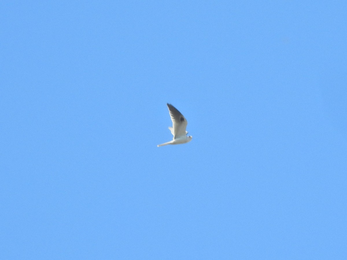 White-tailed Kite - ML646613625