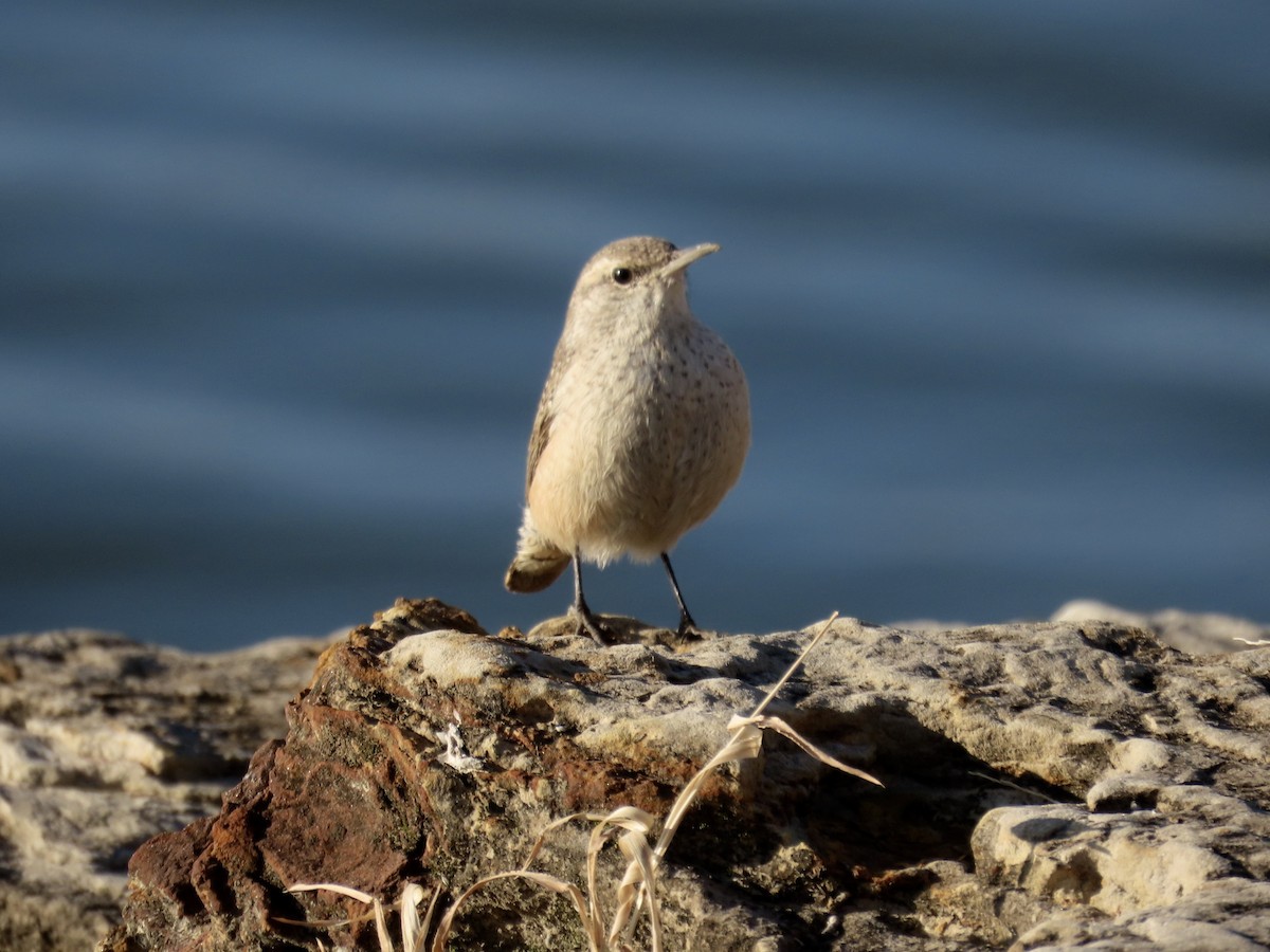Rock Wren - ML646613627