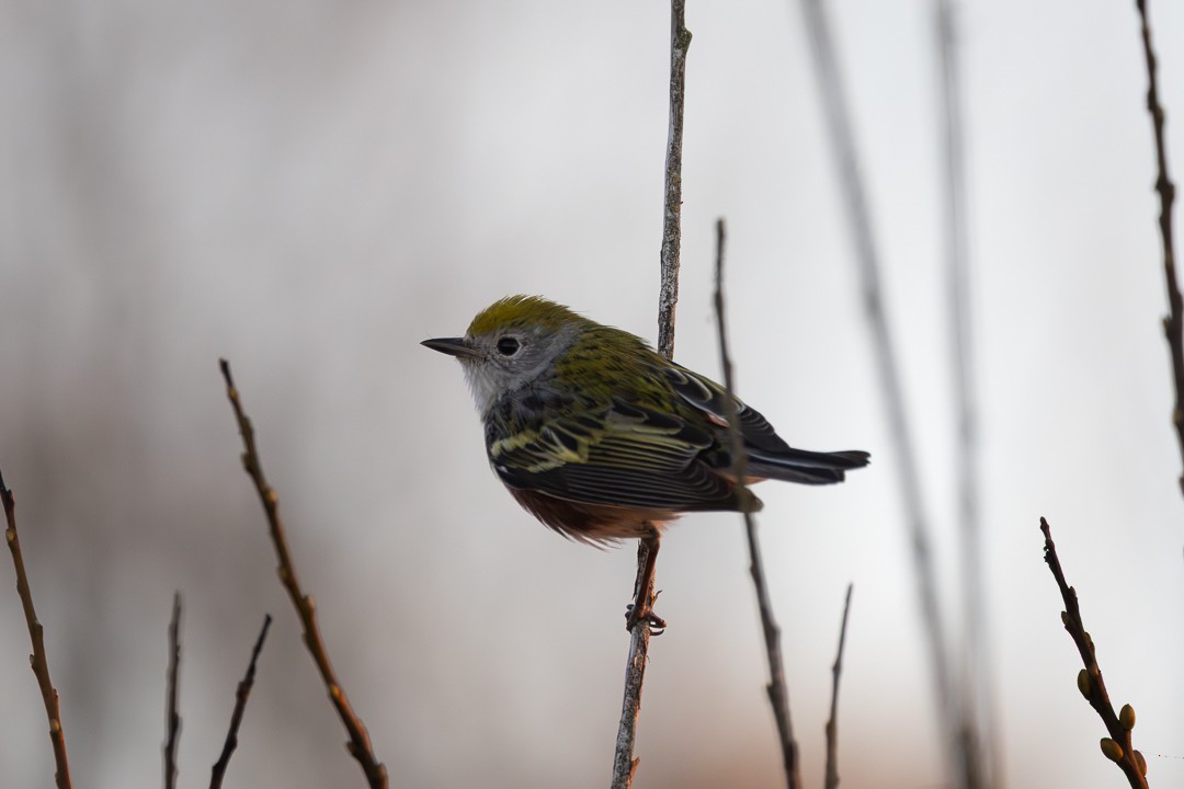 Chestnut-sided Warbler - ML646613629