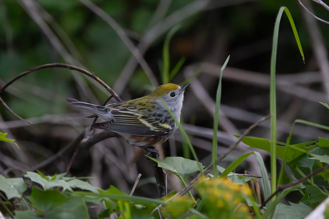 Chestnut-sided Warbler - ML646613630