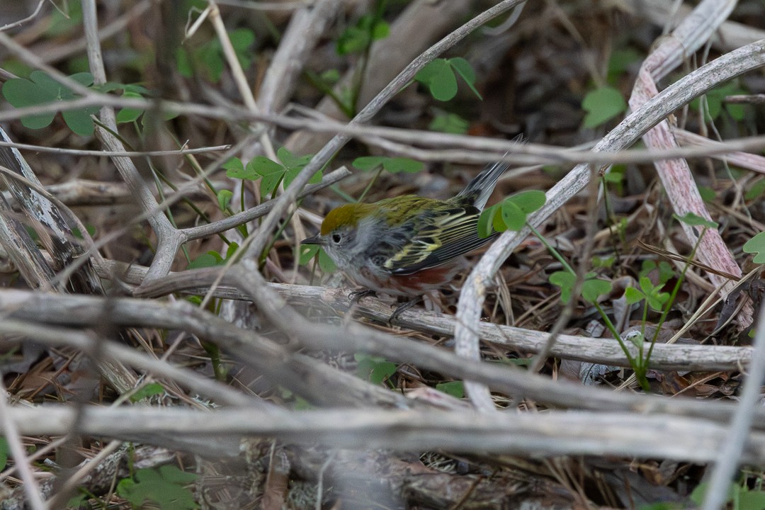 Chestnut-sided Warbler - ML646613631
