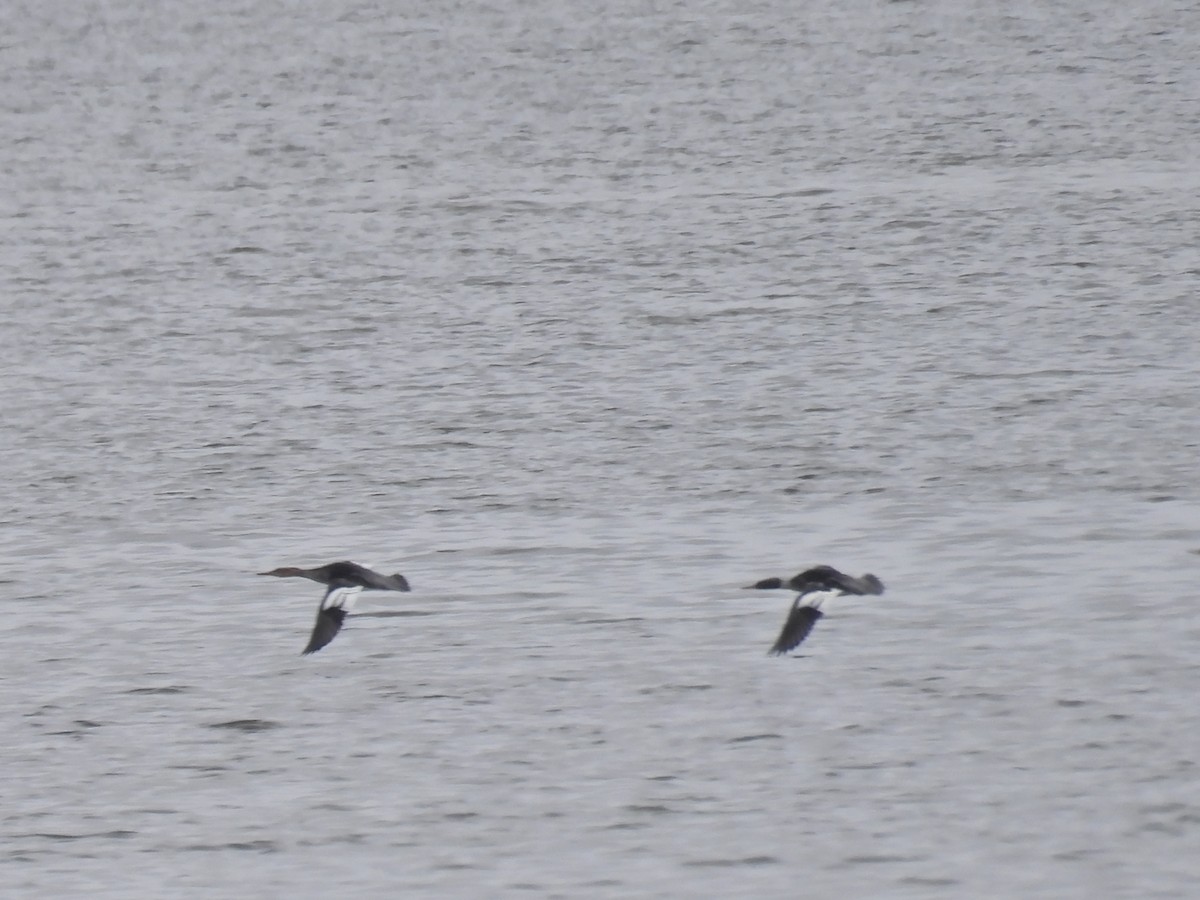 Red-breasted Merganser - ML646613632