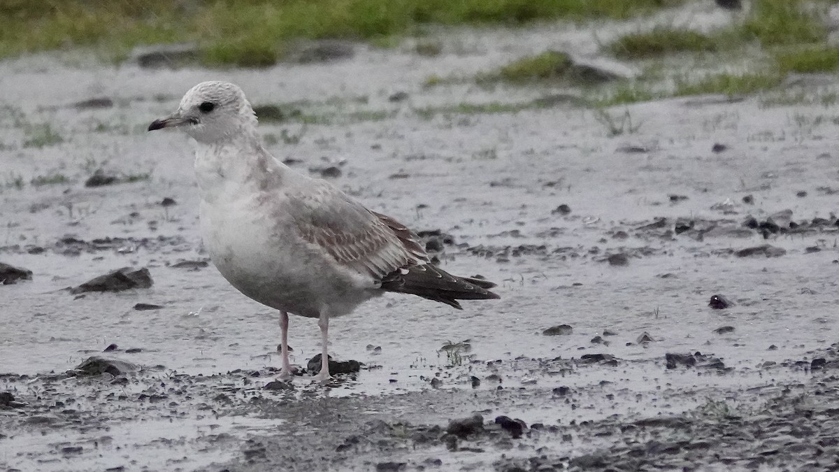Short-billed Gull - ML646613634