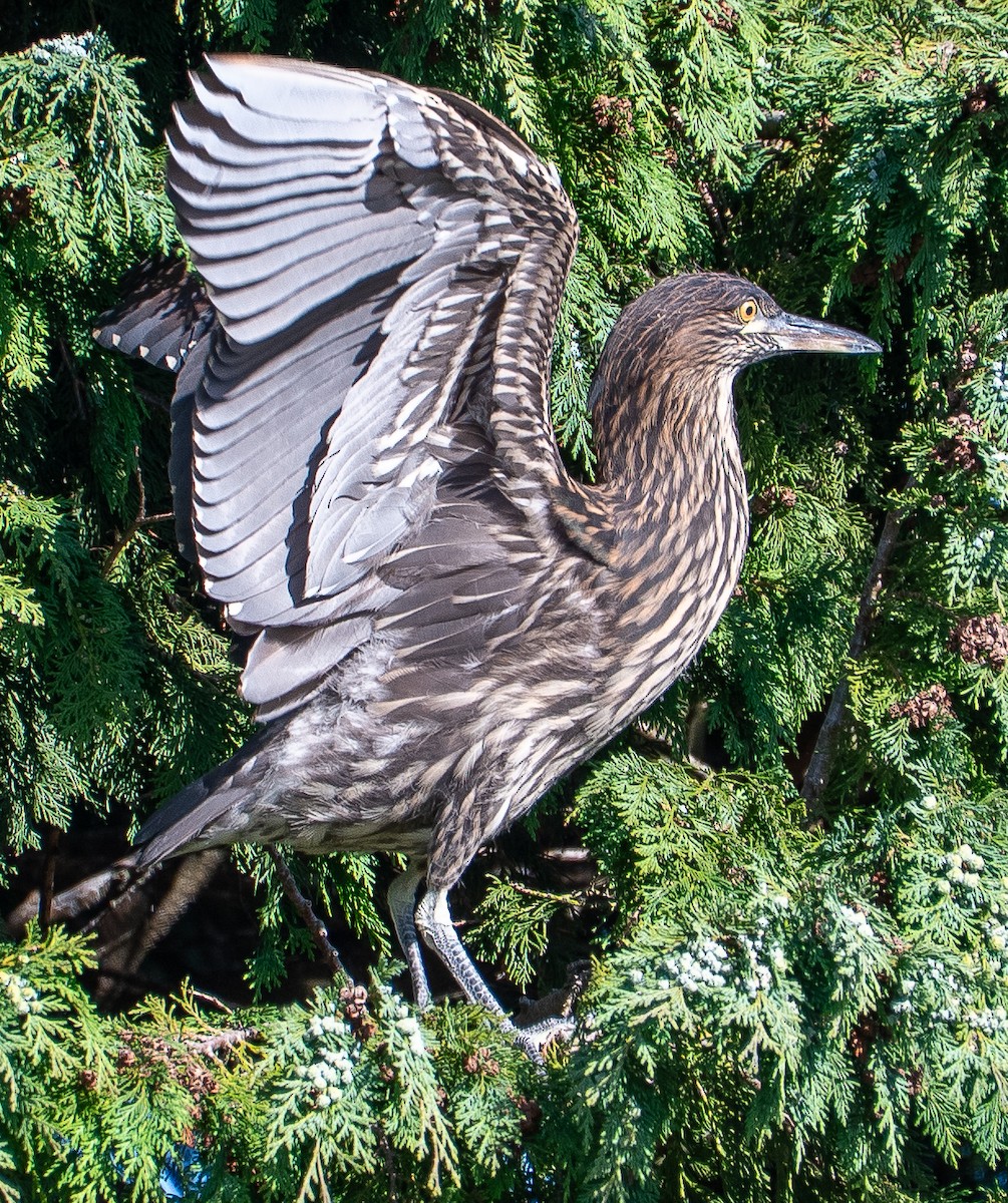 ゴイサギ - ML646613635