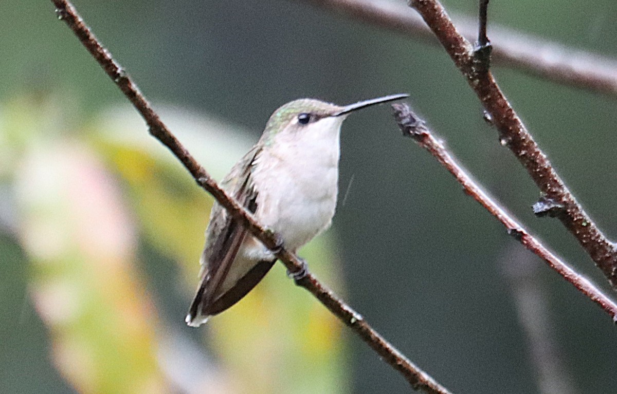 Рубиновогорлый колибри - ML646613637