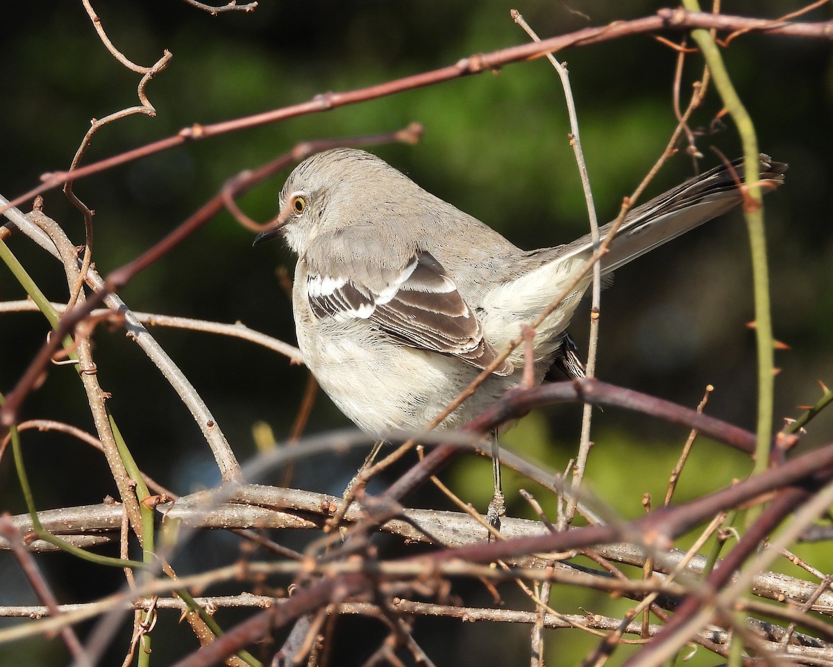 Northern Mockingbird - ML646613639