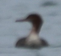 Harle huppé - ML646613643