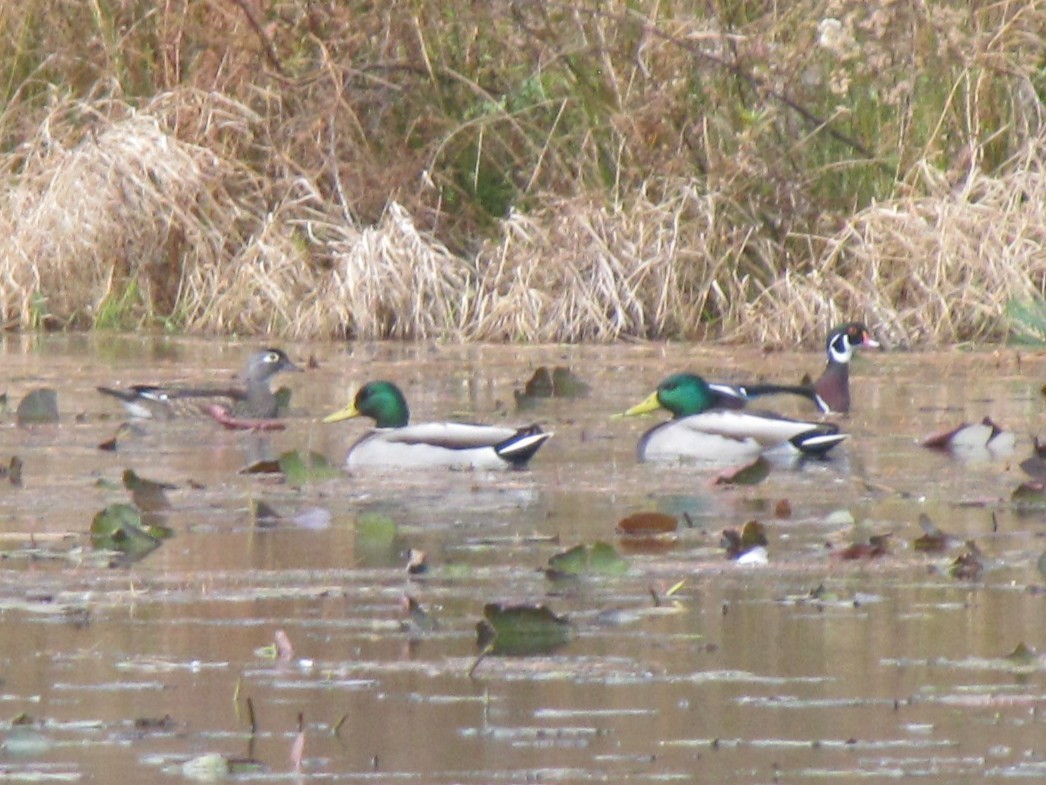 מנדרין אמריקני - ML646613644
