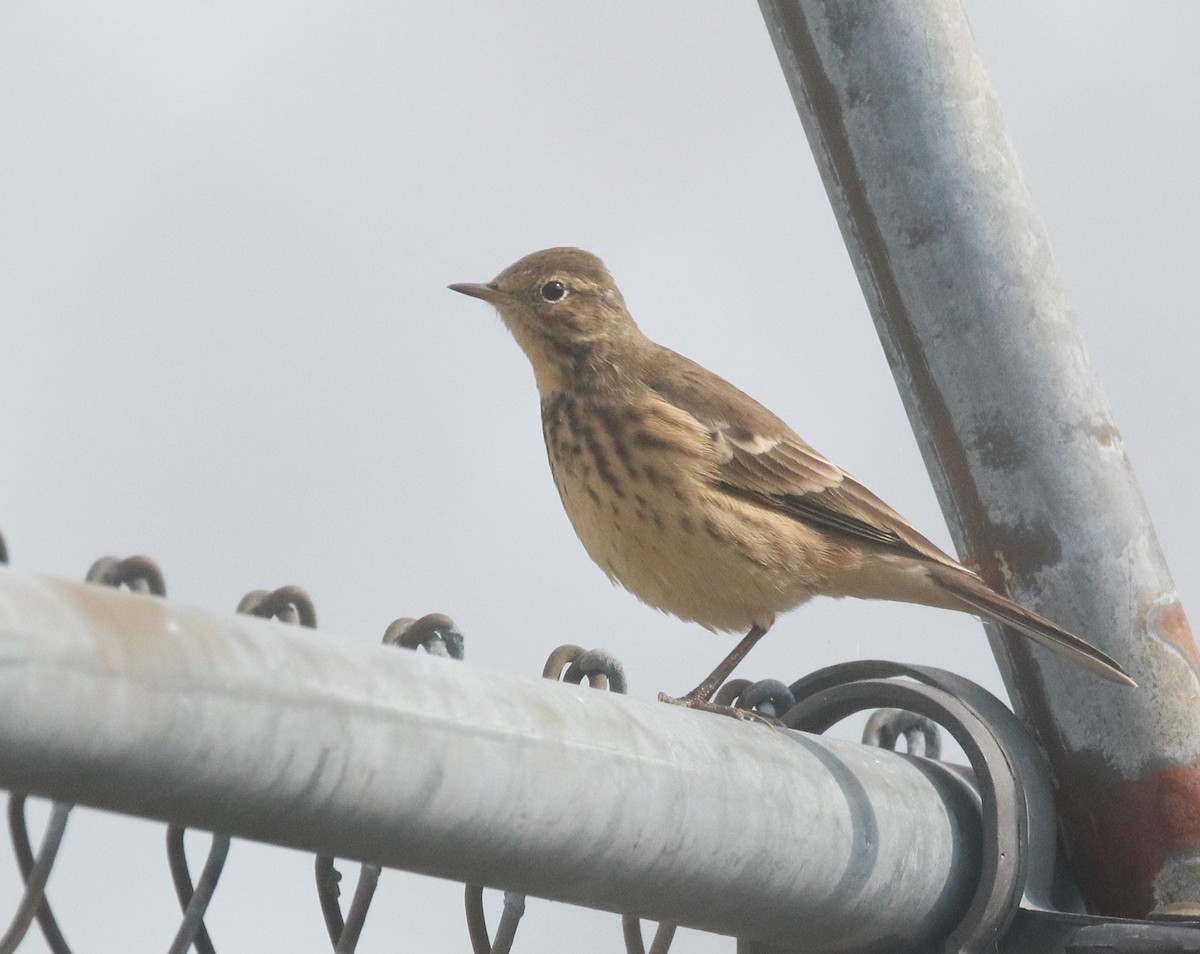 Amerikapieper - ML646613647