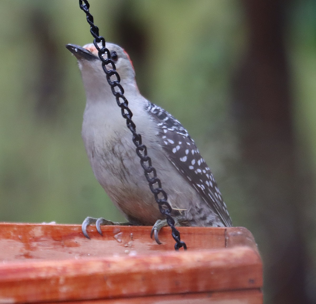 Carpintero de Carolina - ML646613649