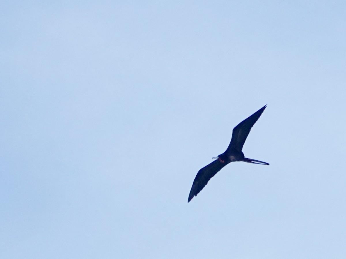 Magnificent Frigatebird - ML646613650