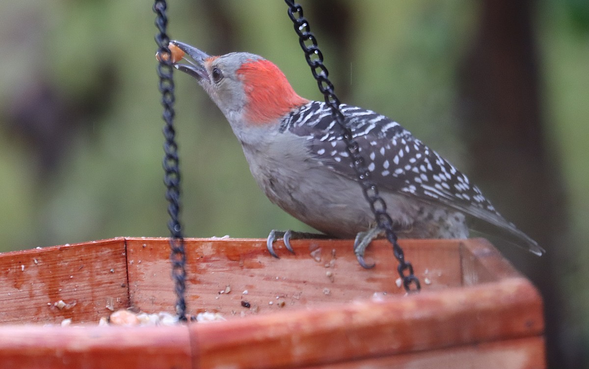 Carpintero de Carolina - ML646613651
