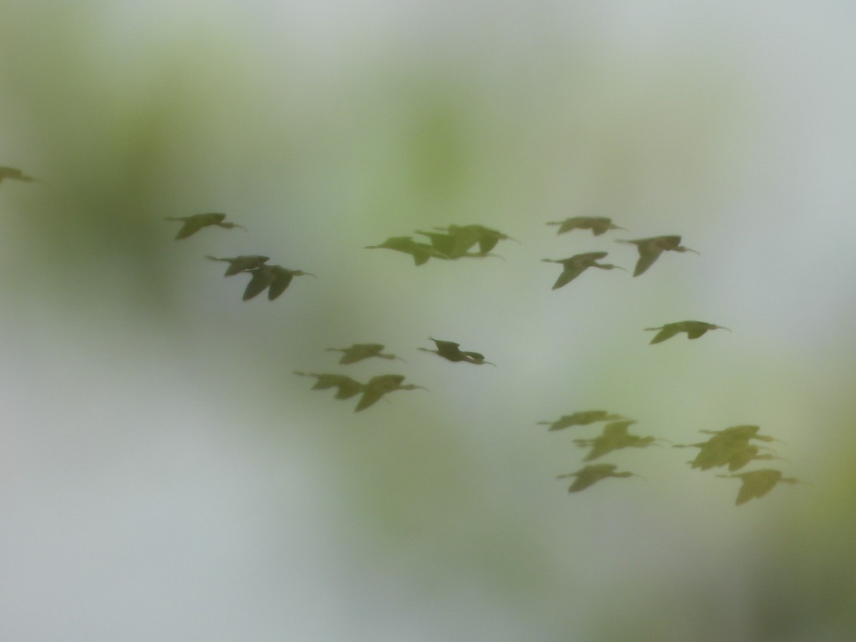 Glossy Ibis - ML646613653