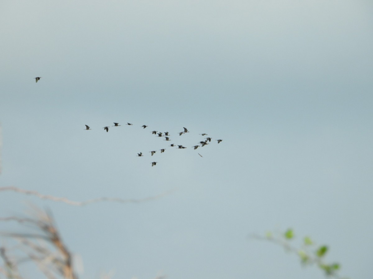 Glossy Ibis - ML646613654