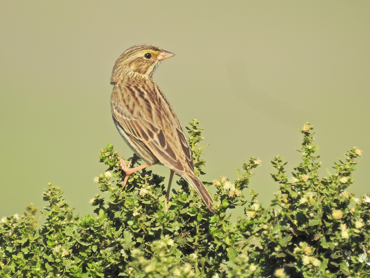 Savannah Sparrow - ML646613655