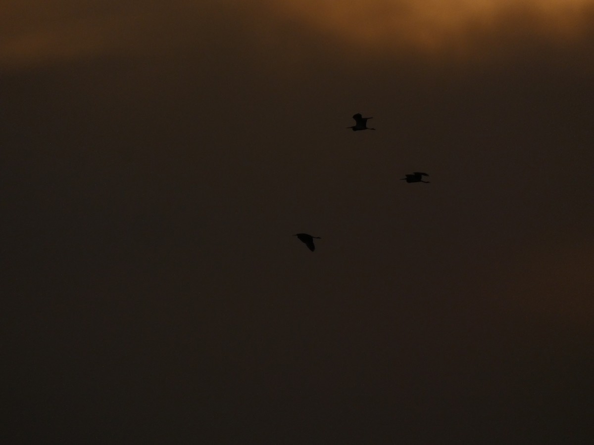 Tricolored Heron - ML646613656