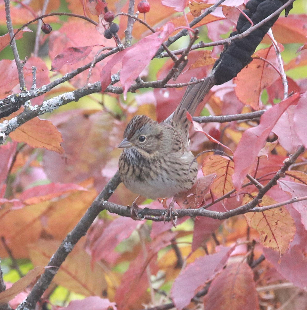 Lincolnammer - ML646613657