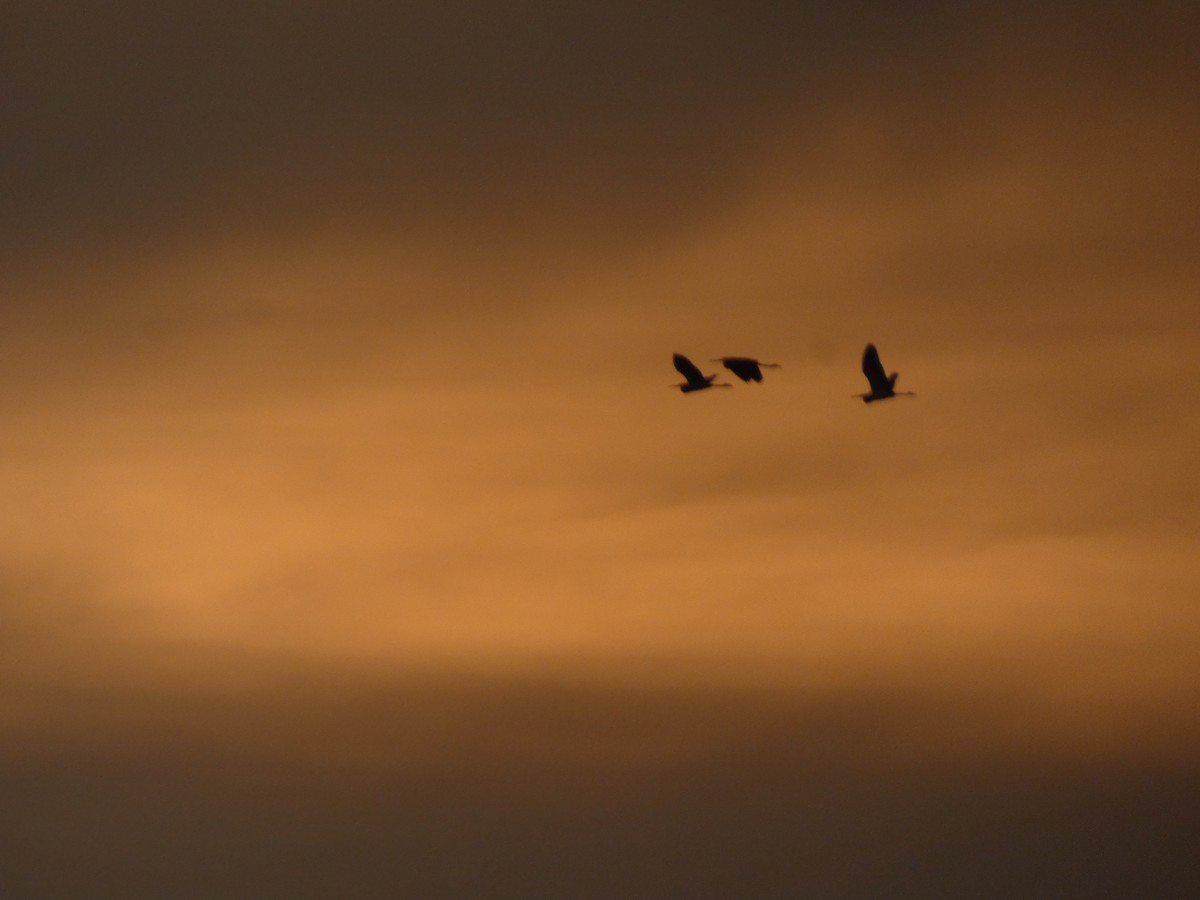 Tricolored Heron - ML646613658