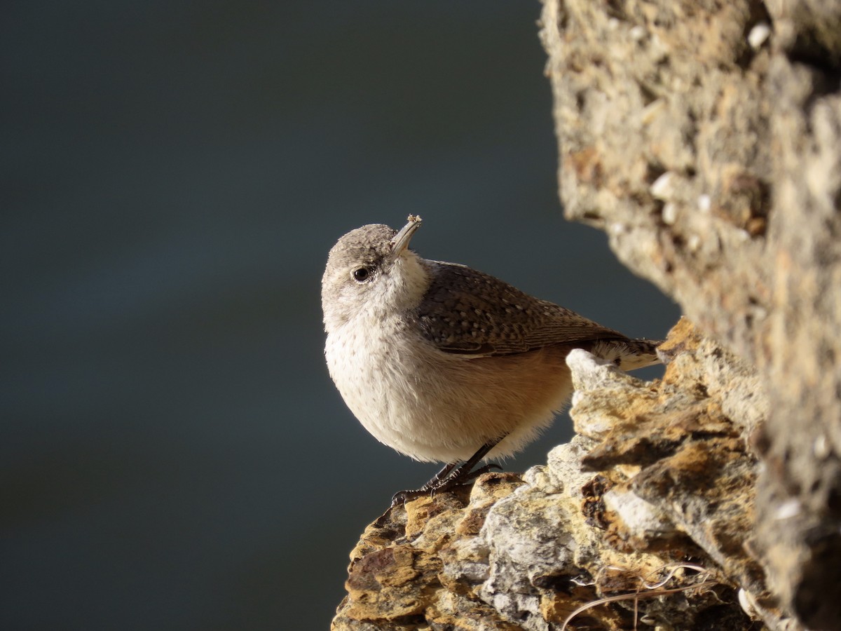 Rock Wren - ML646613660