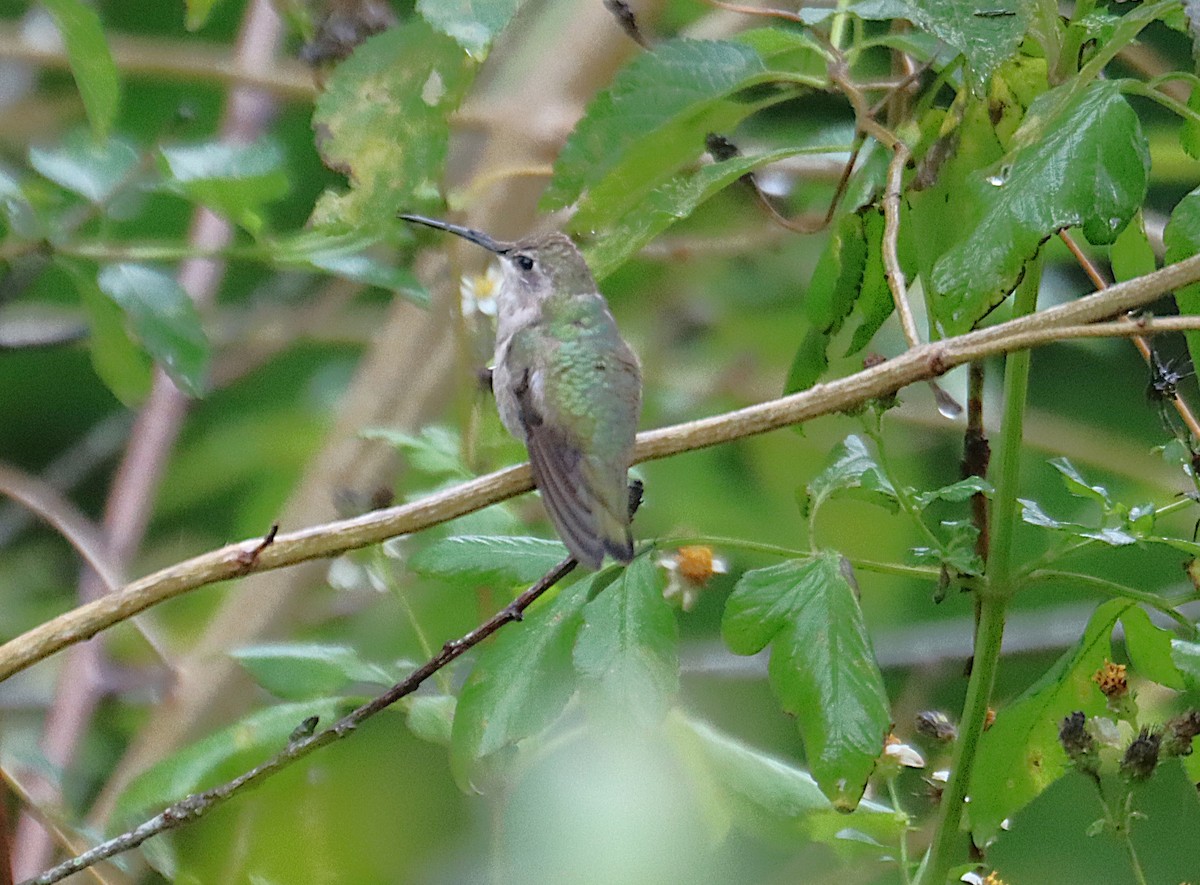 Schwarzkinnkolibri - ML646613662