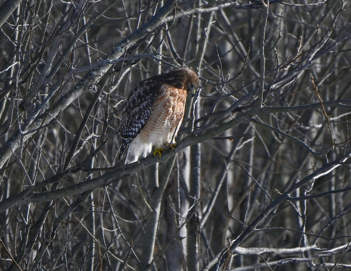 Red-shouldered Hawk - ML646613663