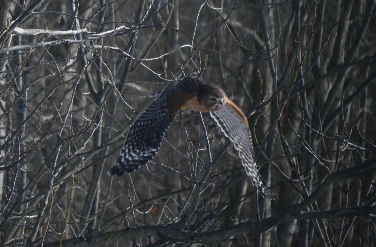 Red-shouldered Hawk - ML646613664