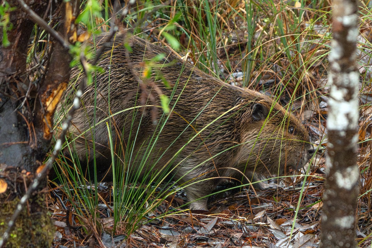 Castoro americano - ML646613666