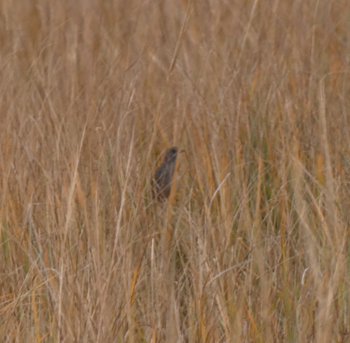 Seaside Sparrow - ML646613674