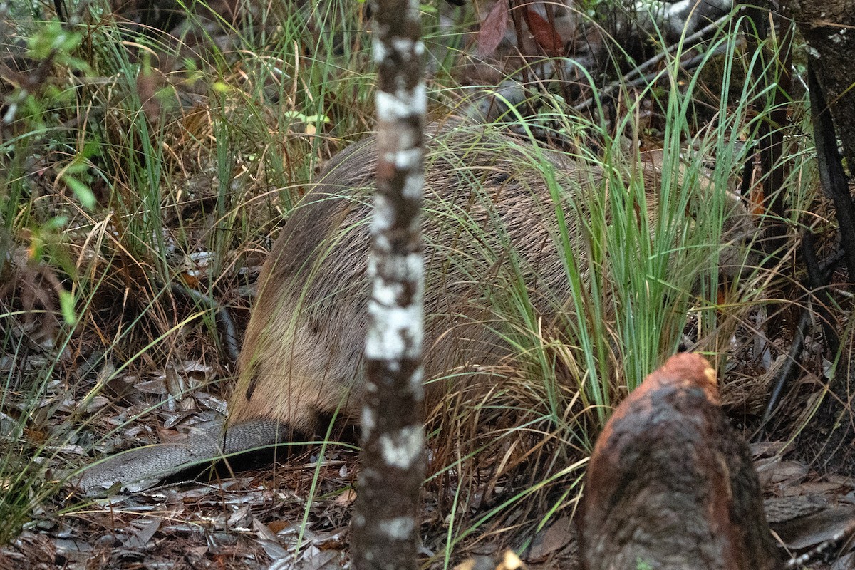 Castoro americano - ML646613675