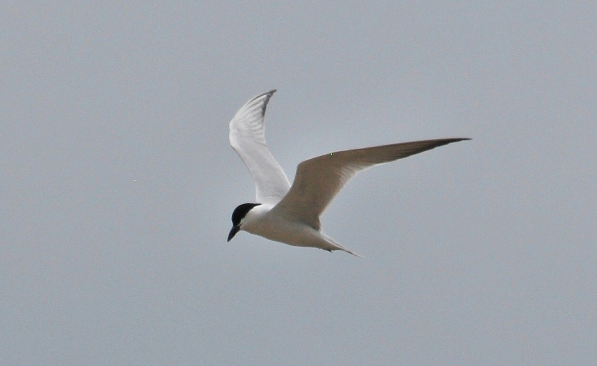 Gull-billed Tern - ML646613676