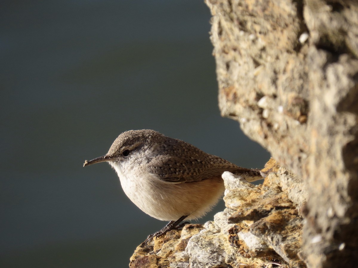Rock Wren - ML646613684
