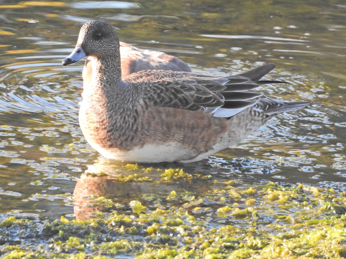 American Wigeon - ML646613685