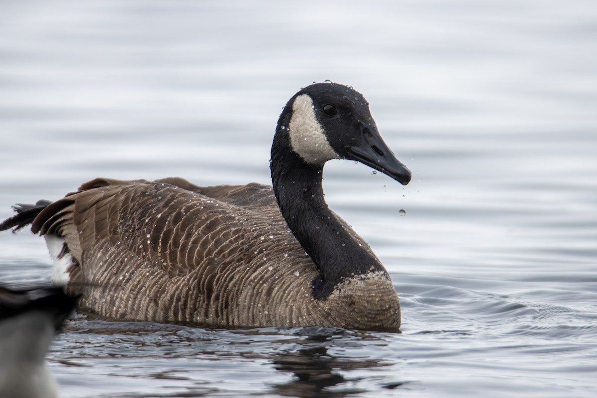 Canada Goose - ML646613686