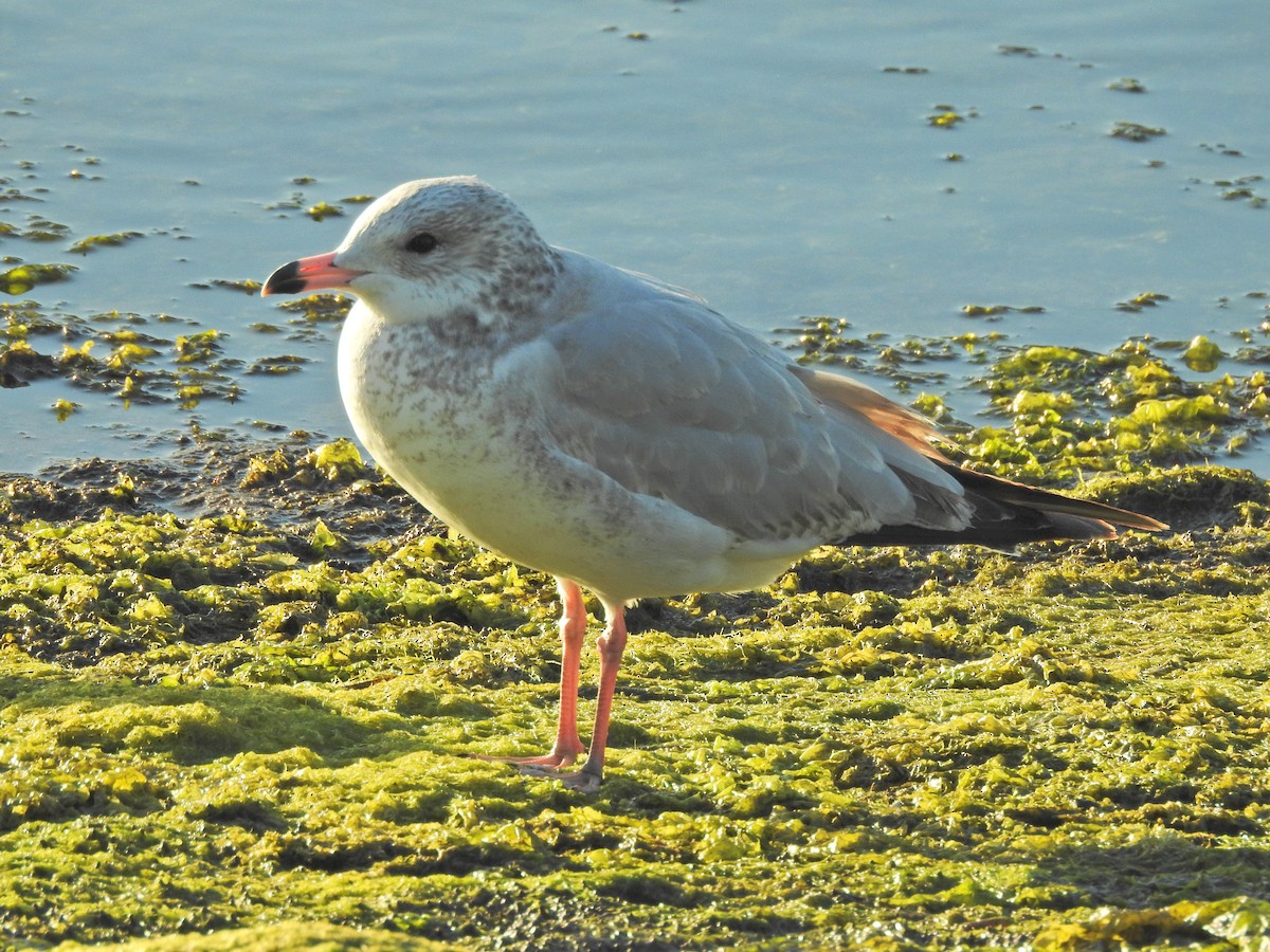 Ring-billed Gull - ML646613688