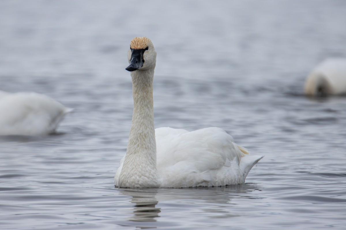 Tundra Swan - ML646613689